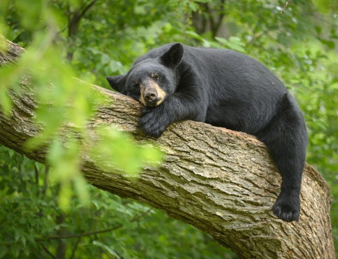 Black Bear Attempts Ziplining in Connecticut Backyard (Video)