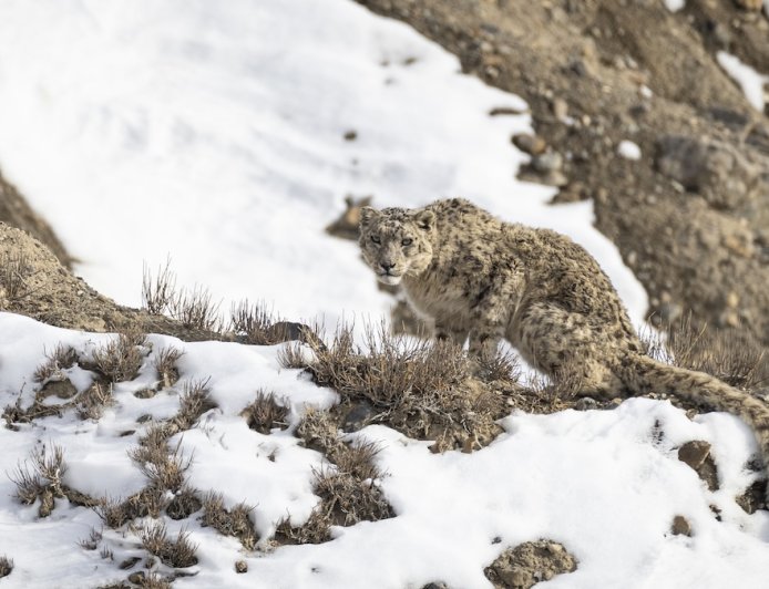 Woman Shocked to See Rare Snow Leopard Cross Road (Video)