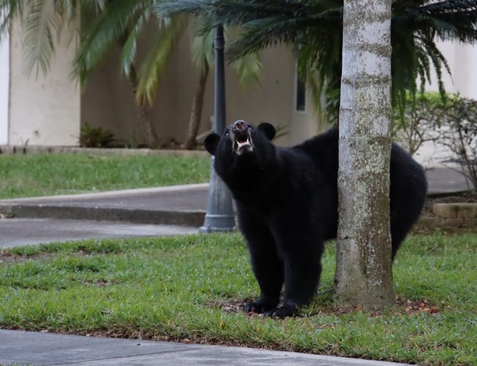 WATCH: Family Dog Protects Child From Charging Bear