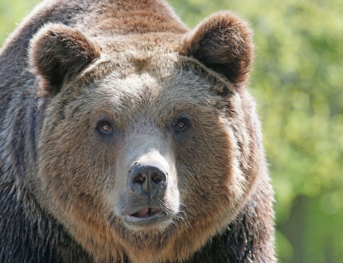 ‘Big-Headed’ Grizzly Bear Makes Appearance on Trail Cam (Video)
