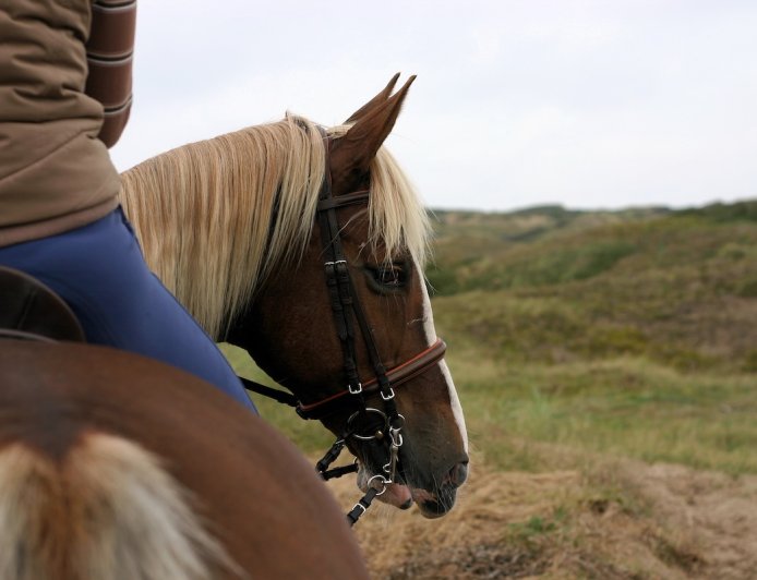 Horseback Rider Finds Speakers Playing Creepy Sounds on Trail