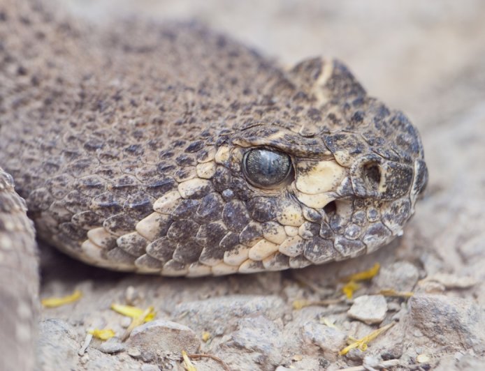WATCH: Man Gives Rattlesnake a Drink From His Water Bottle