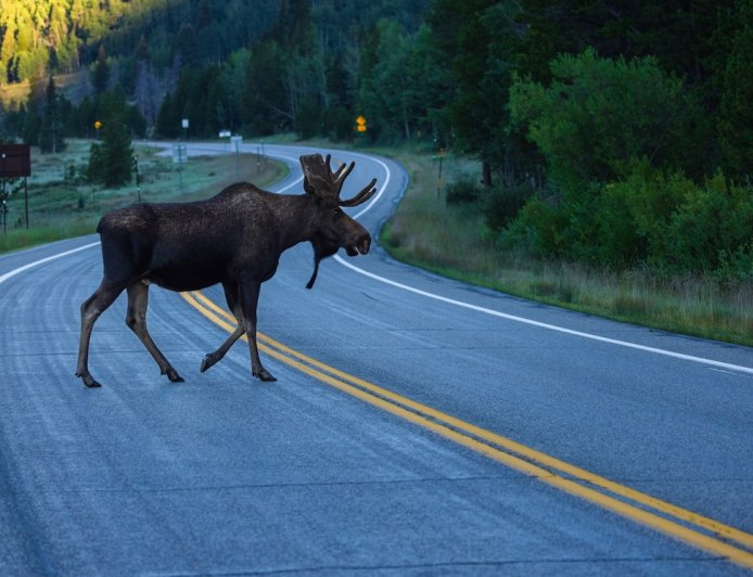 ‘Only in Alaska’: Bull Moose Passes Motorcycle on Highway