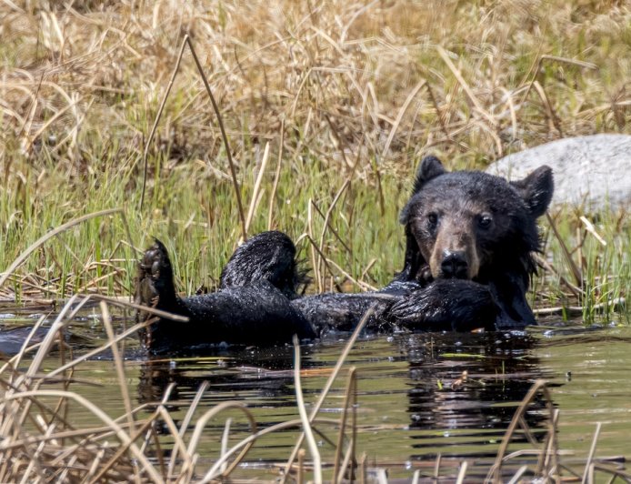Black Bear Family Takes a Summer Dip in a Tiny Pond (Video)