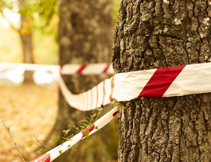 Human Remains Scavenged by Bear on Grand Mesa in Colorado