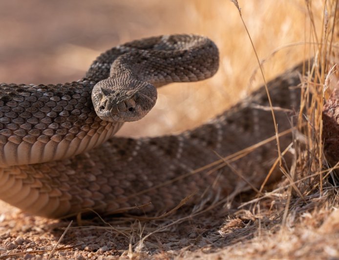 54 Rounds of Anti-Venom Saves Man’s Life After Rattlesnake Bites