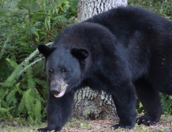 Viral Video: Bear Steals Watermelon From Parked Car