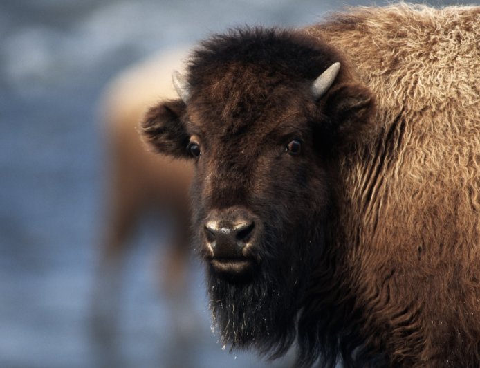 Man Behind Viral Footage of Bison Attack Defends Victim