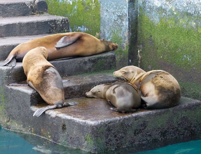 WATCH: Sea Lions Slide Down Stairs at Abandoned Lighthouse