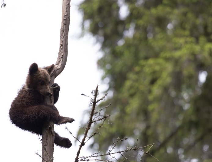Alaska Bear Cubs Climb Precariously High in ‘Nanny Tree’