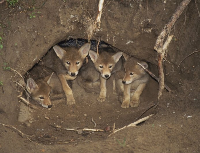 Coyote Family Denning Beneath Couple’s Mobile Home