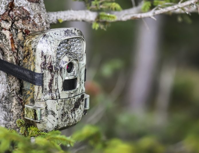 ‘He Walked STRAIGHT Into My Camera’: Buck Flaunts on Trail Cam