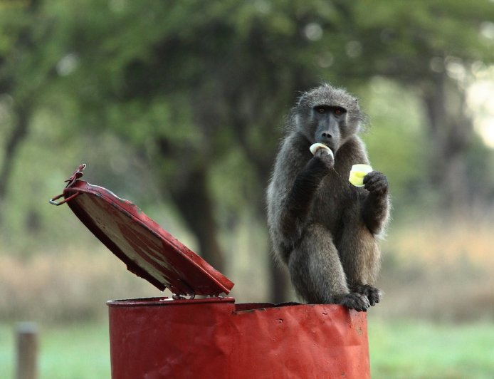 Baboon Steals Fruit From Doom-Scrolling Safari Guests (Video)