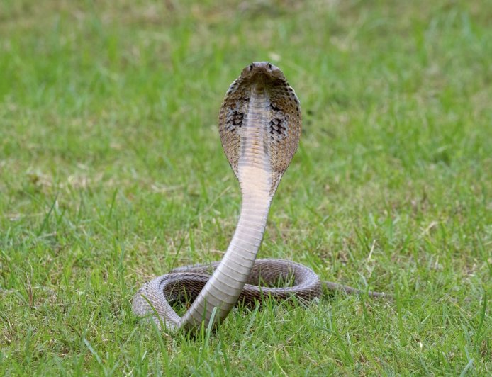 WATCH: Bizarre Fight Between a House Cat and a Cobra in China