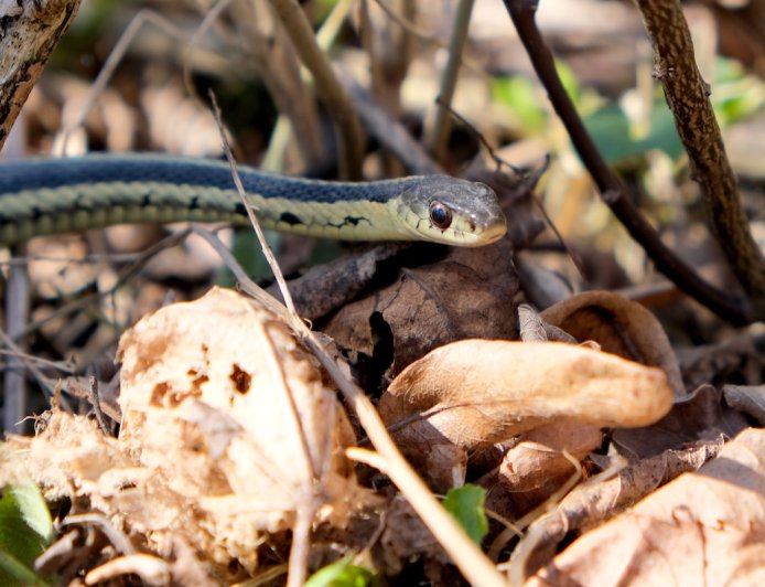 ‘Bro, There’s a Snake in the Beer’: Snake Hides in Coors Light Six Pack