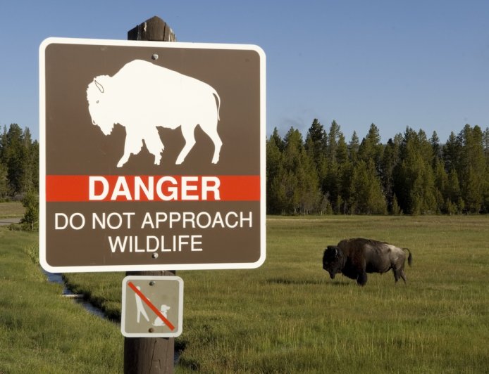 Yellowstone Bison Attack Victim Shares His Side of the Story