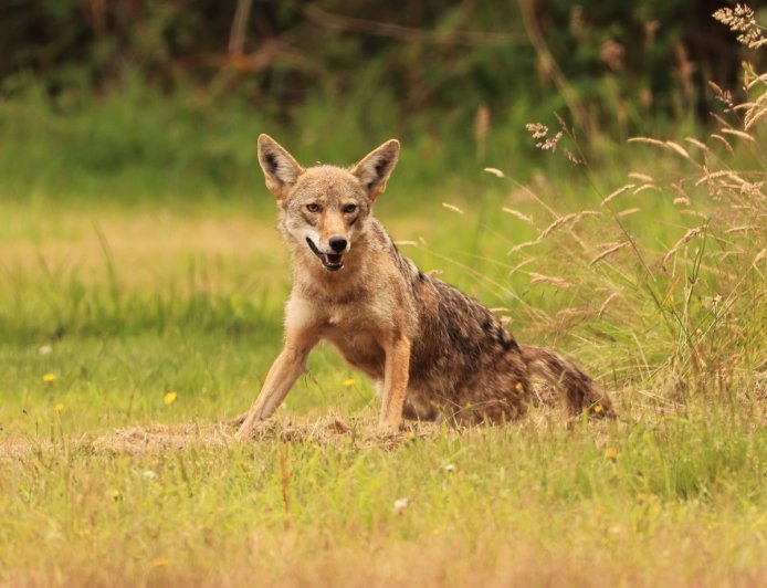 Hilarious Coyote ‘Butt Scoot’ Caught on Trail Cam (Video)
