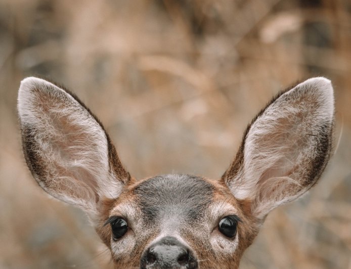 Caught on Trail Cam: Adorable Mule Deer Doe and Her Fawns