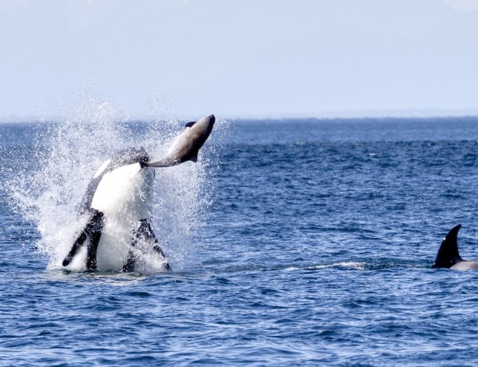 Epic Whale-Watch Footage Shows Orcas Leaping and Hunting