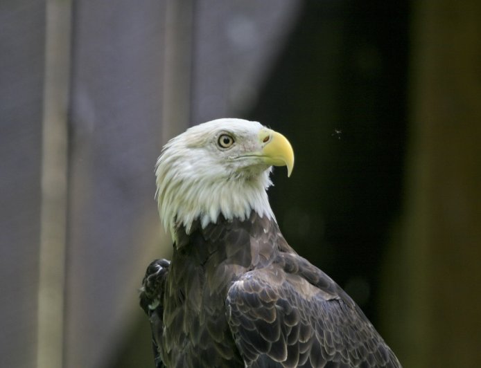 Famous Bald Eagle, Jackie, Injured and in ‘Critical’ Condition