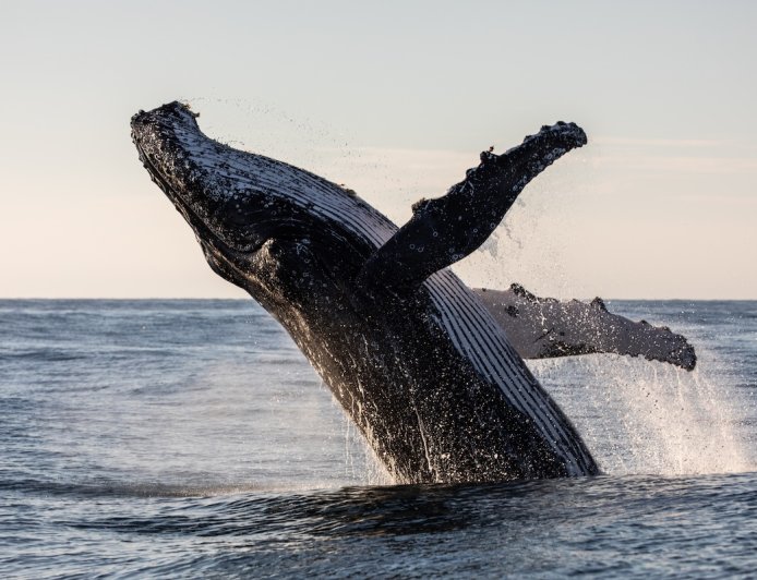 ‘Humpback Whale Almost Landed on Top of Us’: See Massive Breach