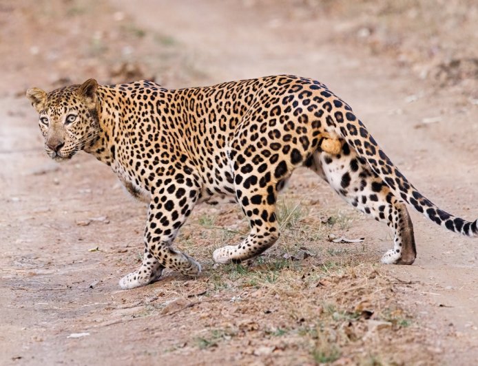 WATCH: Leopard Randomly Attacks Liquor Store Worker in India