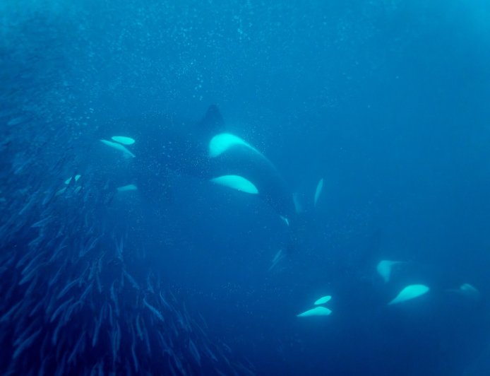 Footage Shows Orcas ‘Pulverizing’ a Sunfish by Ramming Into It