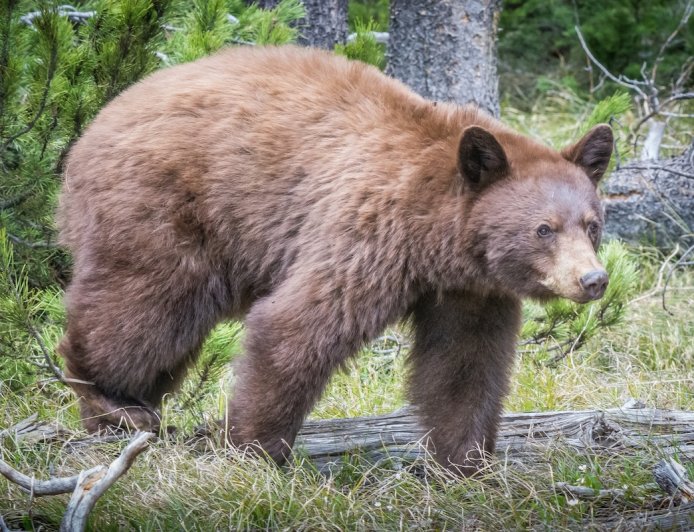WATCH: Bear Caught Scratching Booty Against Tree in Colorado