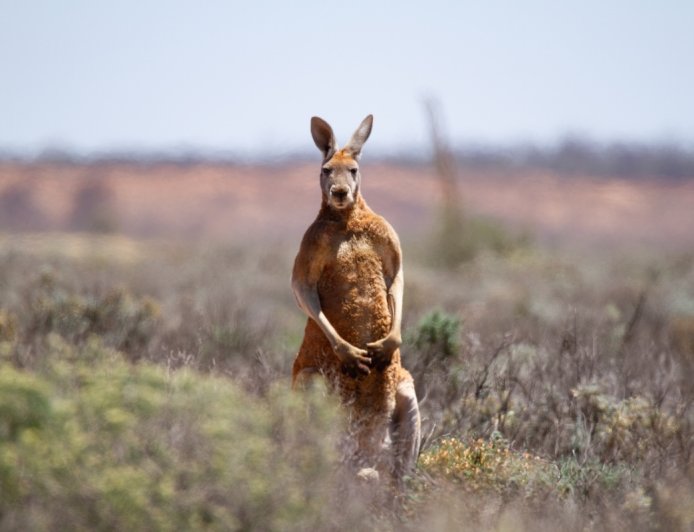 ‘Aussie Neighborhood Watch’: Kangaroos Block Sidewalk