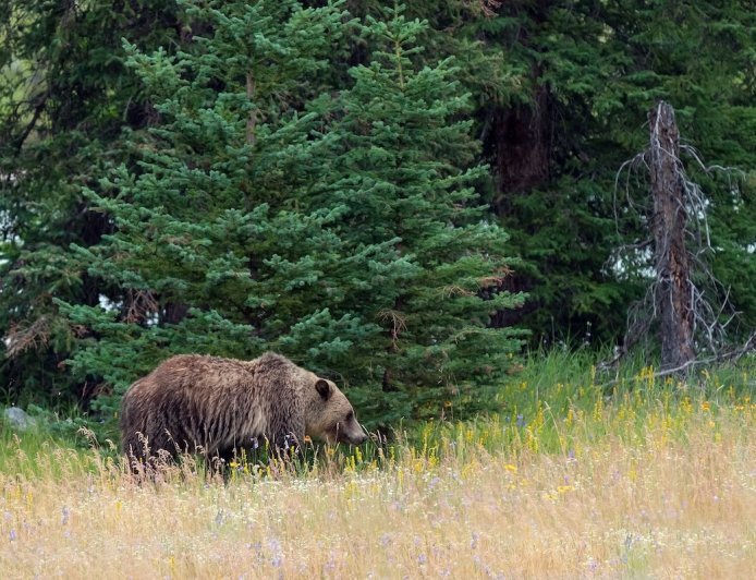 Terrifying Encounter With Bear on Banff Hiking Trail (Viral Video)