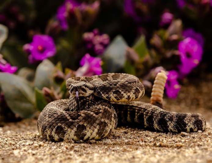 Security Cam Captures Rattlesnake Biting Woman in Her Garden