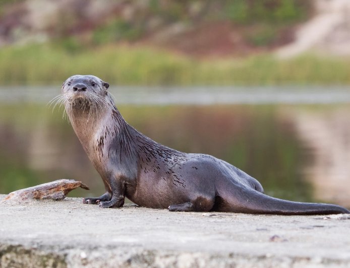 WATCH: Rare Video of Otters in Arizona’s Salt River
