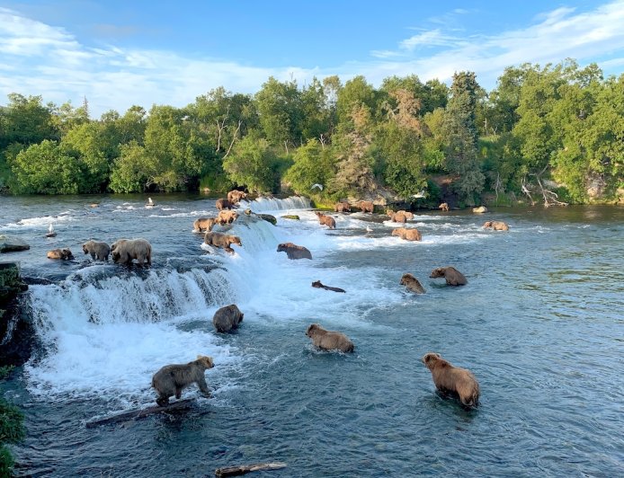 Alaska Brown Bear Kills a Young Cub on Livestream in Katmai