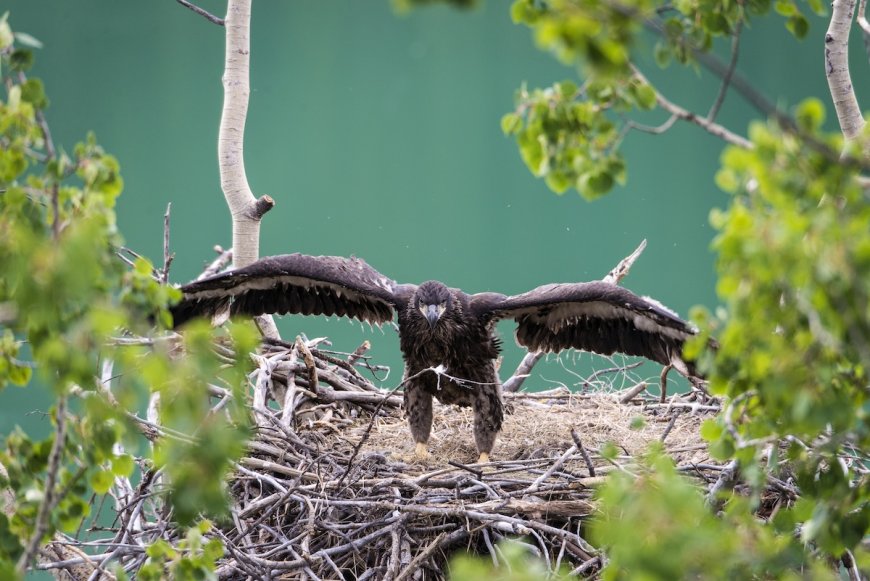 Famous Bald Eaglets Fledge and ‘Fludge’: See Latest Updates