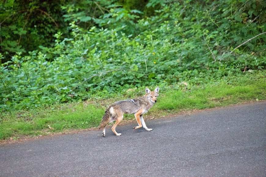 Caught on Security Cam: Coyote Plays Soccer in Backyard
