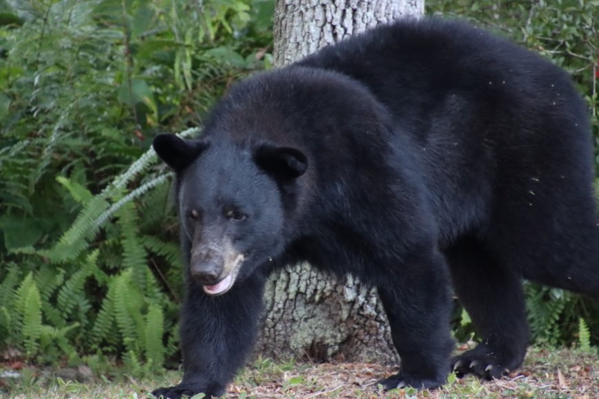 Colorado Man Finds Bear Eating His Lunch in His Truck (Video)