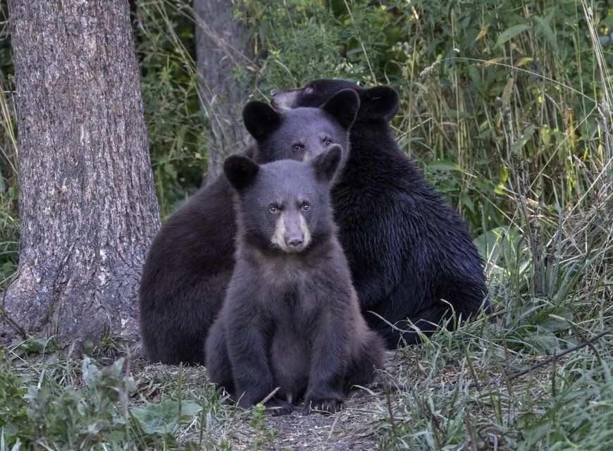WATCH: Bear Cubs Fight as Mom Looks on in British Columbia