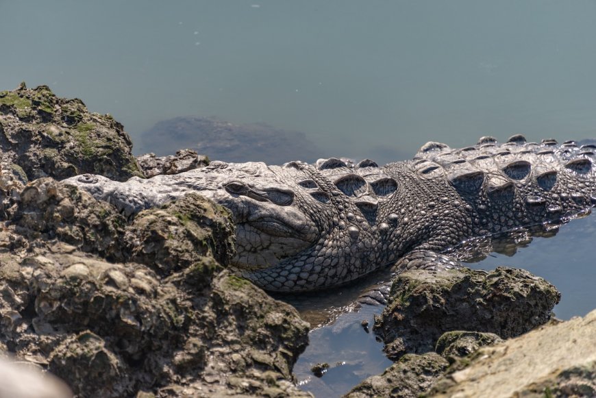 Couple That Tried to Save Man From Crocodile Attack Speaks Out