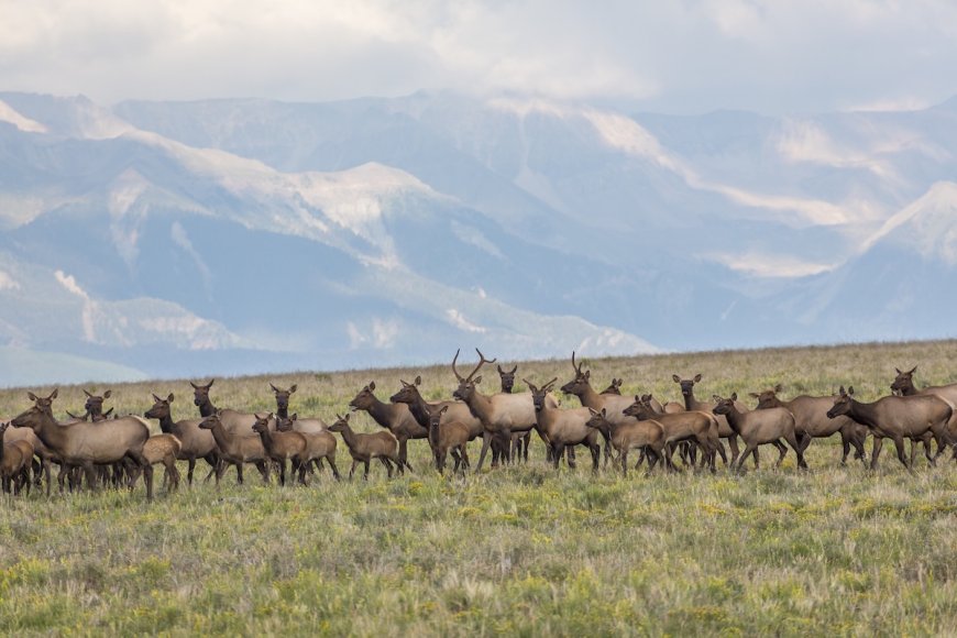 ‘Average Drive in Evergreen’: Elk Play on Colorado Soccer Field