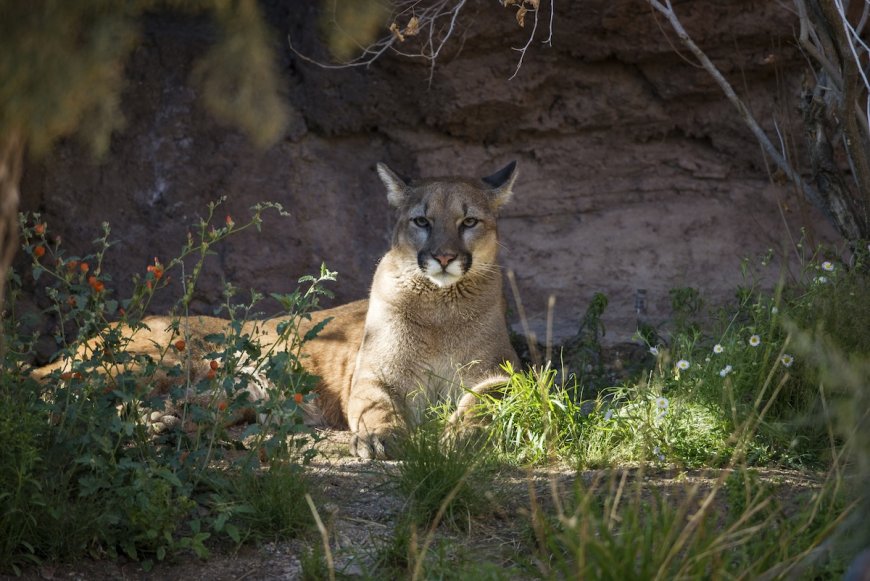 Mountain Lion Sips From Pool at Arizona Job Site (Video)