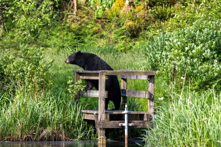 ‘Best Day of My Life’: Viral Coffinboarder Encounters Bear