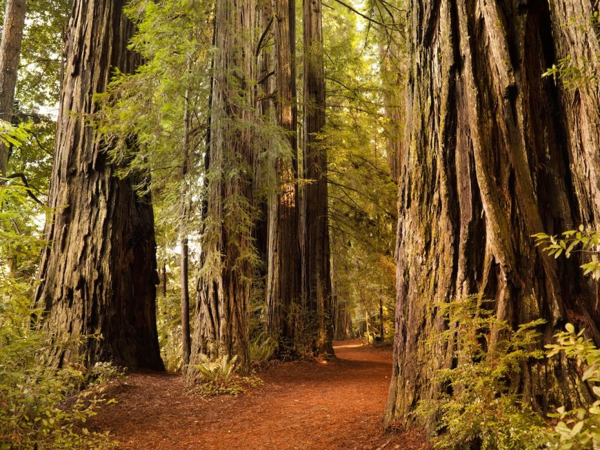 Man Arrested for Stealing Old-Growth Redwood From State Park