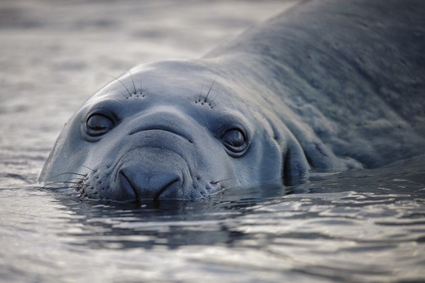 Neil the Seal Is a Viral Elephant Seal Wreaking Havoc in Tasmania