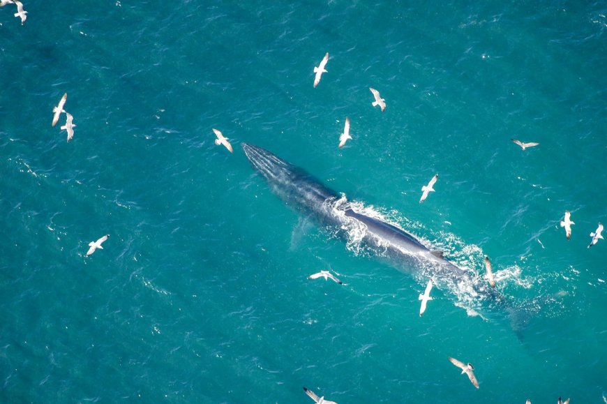 WATCH: Hilarious Viral Video Shows Whale Watch Gone Wrong