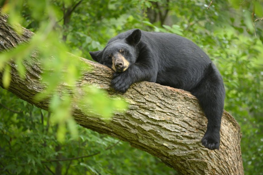 Black Bear Attempts Ziplining in Connecticut Backyard (Video)