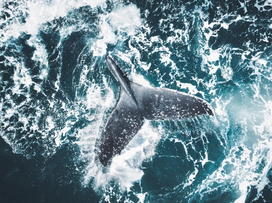 ‘Bizarre Situation’: Whale Sinks Fire Crew’s Rescue Boat