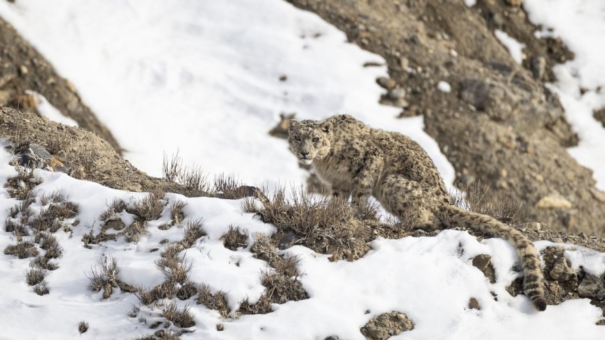 Woman Shocked to See Rare Snow Leopard Cross Road (Video)