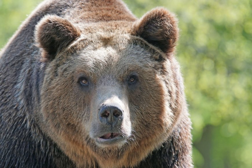 ‘Big-Headed’ Grizzly Bear Makes Appearance on Trail Cam (Video)