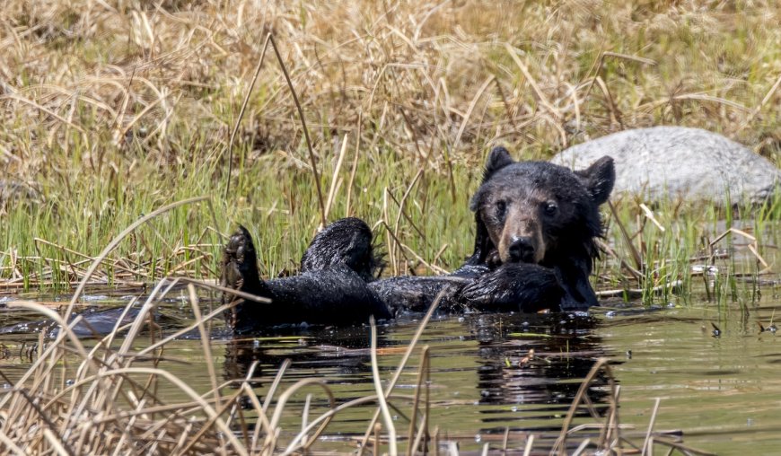 Black Bear Family Takes a Summer Dip in a Tiny Pond (Video)