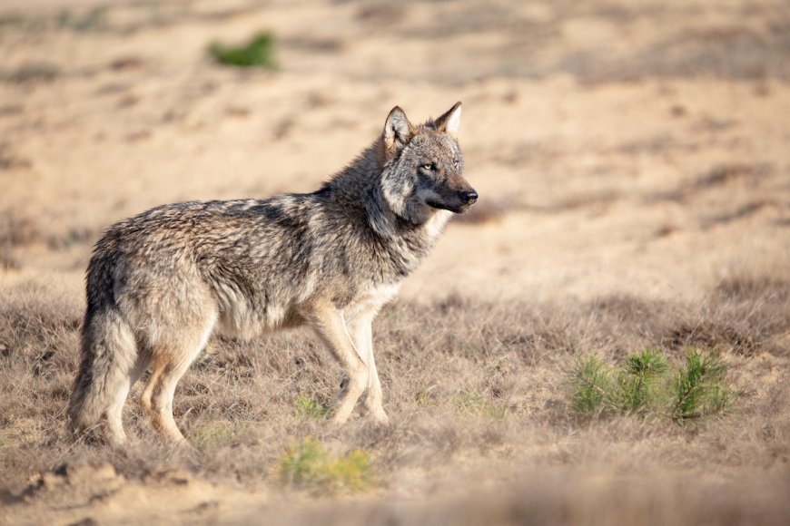 Backpack-Stealing Wolf Prompts Closures at This National Park